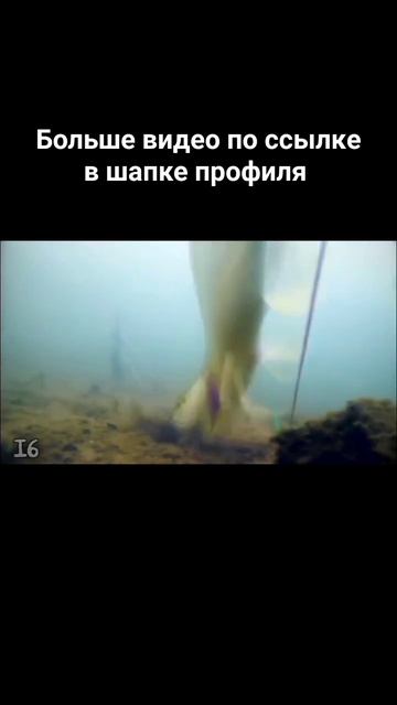 Атака щуки на живца #рыбалка смотреть онлайн