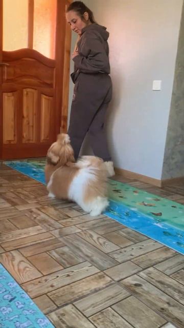 🧡Тренування наших цуценят #shorts #shihtzu #шитцу #шитцуукра