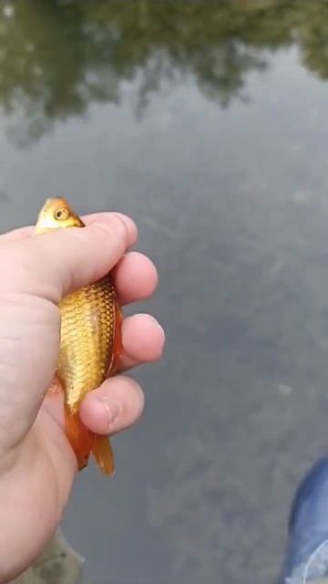 Золотая рыбка#рыбалка #рыба #рыбак
