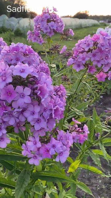 Мой новый сорт, флокс Молодежный #цветы #сад смотреть онлайн