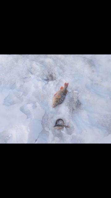 И на Урале есть окуни монстры. Рыбалка на озере тайги смотреть онлайн