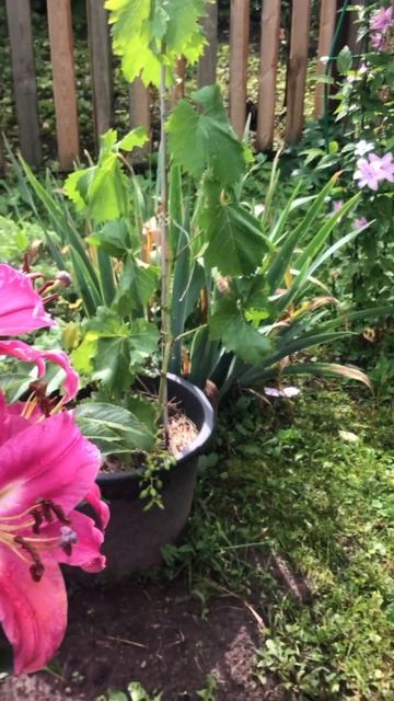 Дача, лето, солнце#цветы#лилия#клематис#огород#сад#вин? смотреть онлайн