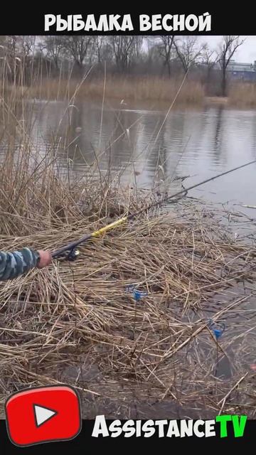 Голавль ВЕСНОЙ на ПОПЛАВОК на реке! Рыбалка на поплаво смотреть онлайн