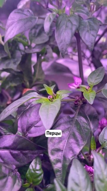 Подарите маме проращиватель для микрозелени или чудо- смотреть онлайн