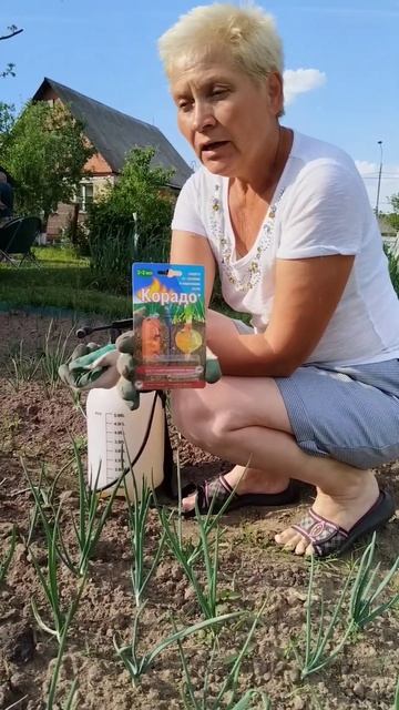 Боремся с луковой мухой #огород #сад #лук смотреть онлайн