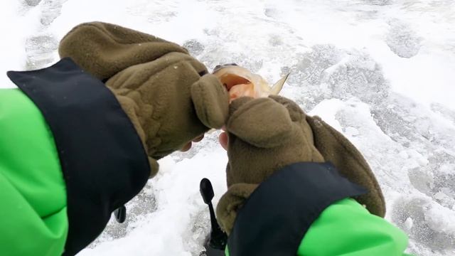 Рыбалка по первому льду!Напороли окуня на жерлицы! Сез смотреть онлайн