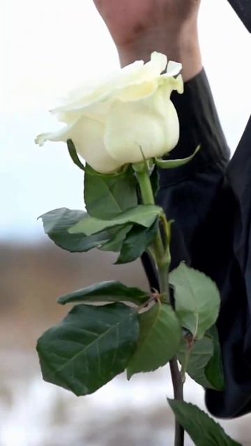 Слушать песню полностью - ссылка в комментариях. Как в? смотреть онлайн