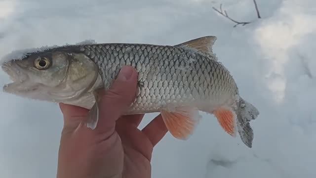 РЫБАЛКА НА МАЛОЙ РЕКЕ В ФЕВРАЛЕ. ГОЛАВЛЬ В КОРЯГАХ НА ПЕРЕКАТЕ. ПОДВОДНОЕ ВИДЕО смотреть онлайн