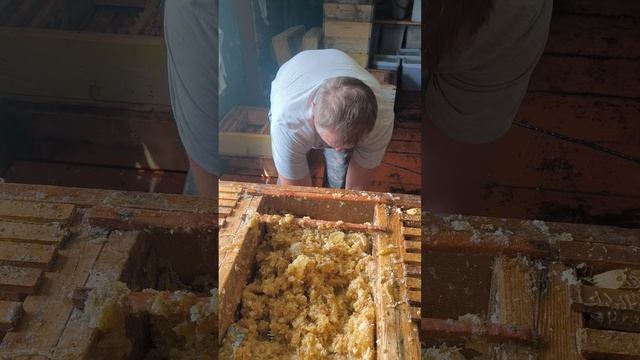 Вы это видели сокровище Горного Алтая смотреть онлайн