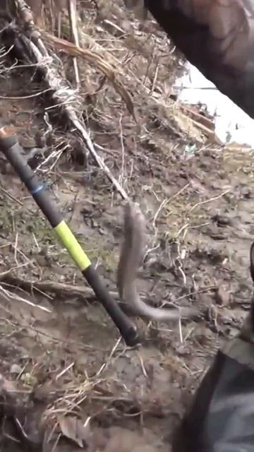 Рыбалка 👉Тянем ловля Хариуса. В тайге Удочка цепляет?