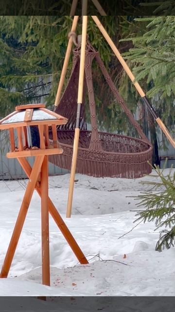 Мои белки. Зима. Качели смотреть онлайн