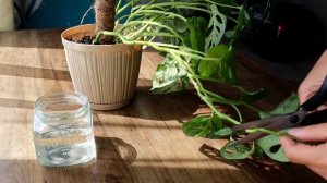 Монстера Манки Маск черенкование