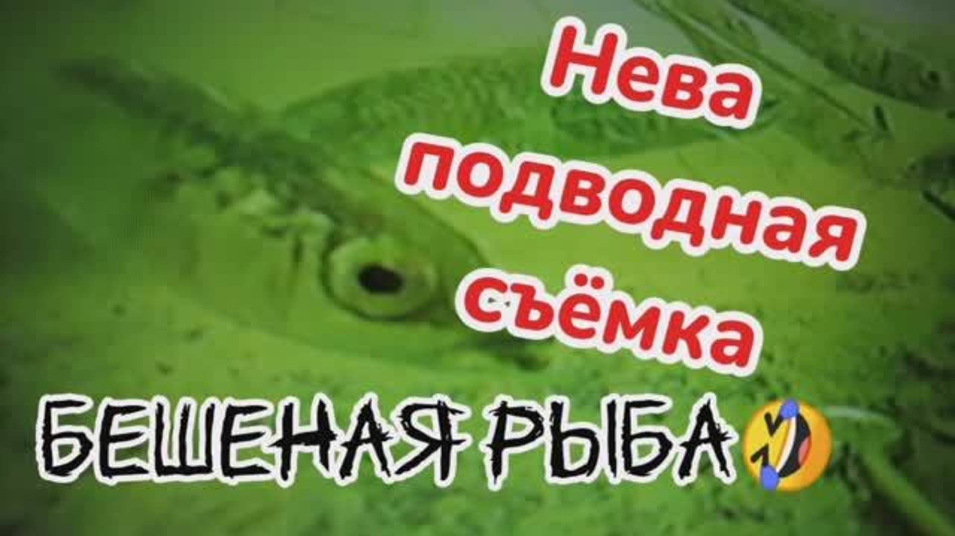 Нева подводная
съёмка
рыбалки.