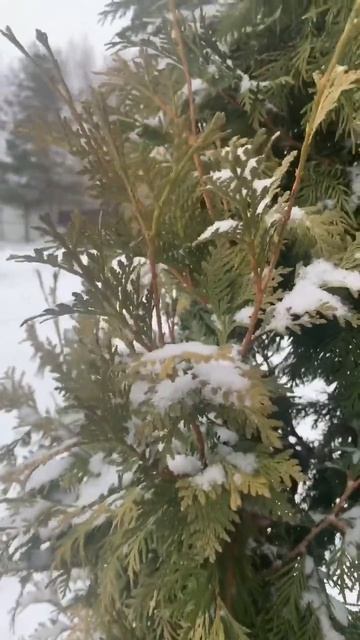 Ветер #shorts смотреть онлайн