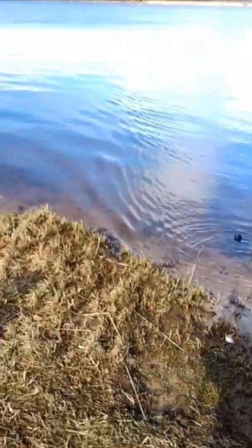 Крупный окунь на фидер. Рыбалка на фидер смотреть онлайн