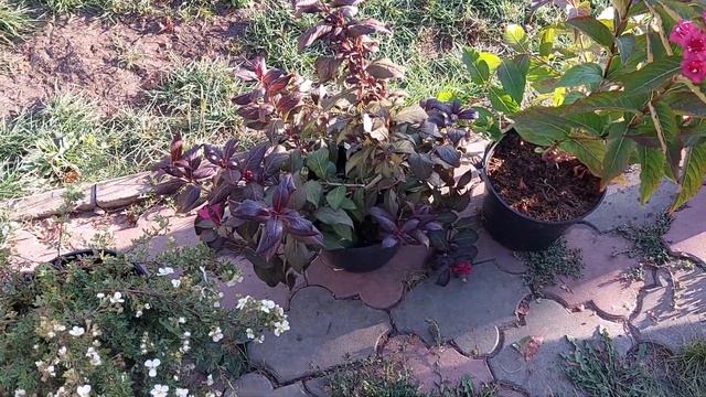 Какие растения я купил в питомнике осенью? Обзор. смотреть онлайн