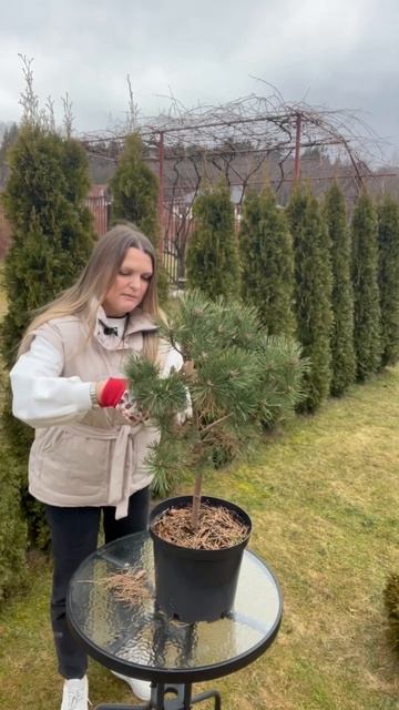 Спасаем сосну от старой хвои? смотреть онлайн