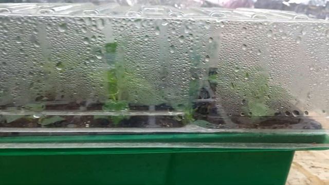 Черенки укоренились. Что делать дальше?