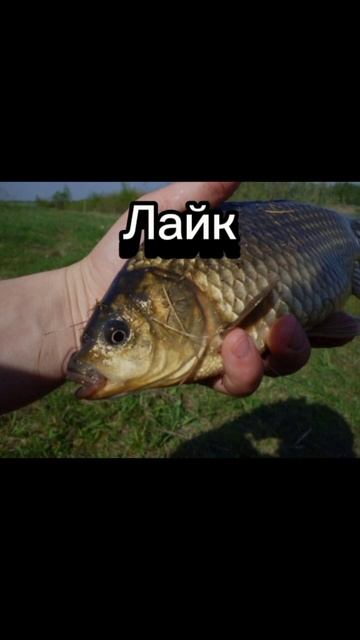 Выбор за тобой! #freliks_up #хочуврек #рек #врек #актив #ютубз смотреть онлайн