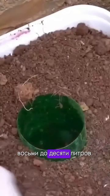 Огурец - (выращивание в квартире.) смотреть онлайн