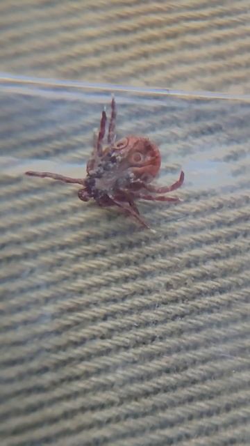 Весна пришла, нужно быть ОСТОРОЖНЕЕ смотреть онлайн