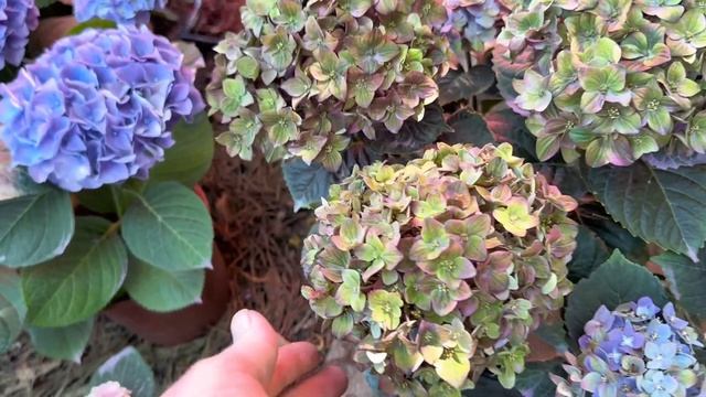 Rembrandt Rosso Glory Blue! Насичений фіолетовий колір і великі су