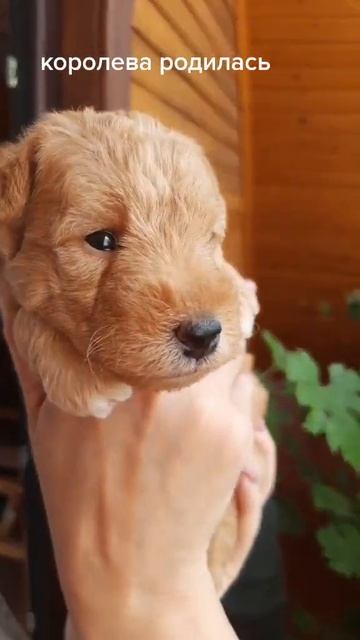 ждём новых минитерьеров ( лейклендтерьер),по вопросам