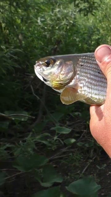 1171 Хариус САМКА 3 года семейство Лососевых #иииразум #р