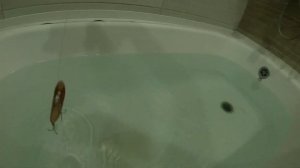 Блесна из трубки – судаку от неё не скрыться!