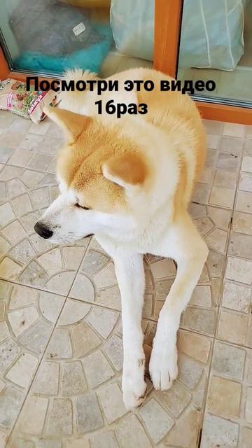 посмотри это видео 16 раз и в нем есть шокирующий конец смотреть онлайн