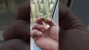 Гортензия размножение из листа.Гортензия гулини барг?