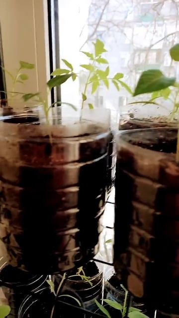 рассада вытягивается-приоткройте чуть окно,для прито? смотреть онлайн