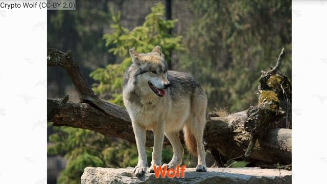 Часть 3: слово 3: волк! смотреть онлайн