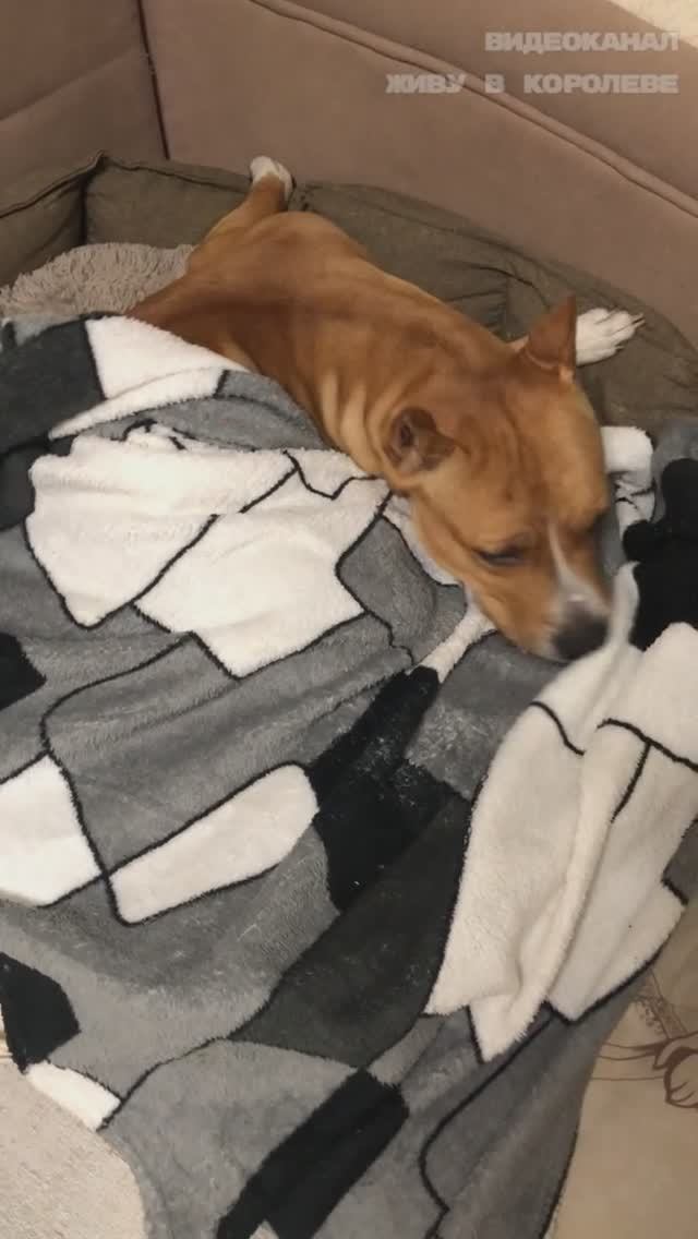 Собачий сон по ГОСТу: проверено хвостом! Как я укутываю собаку перед сном #shorts смотреть онлайн