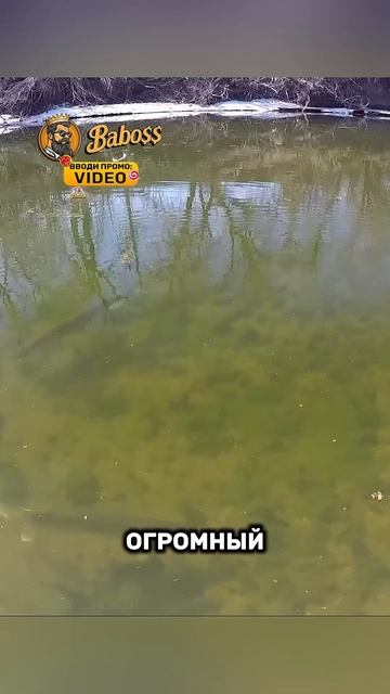 Рыбалка пошла не по плану😲🎣🤑 смотреть онлайн