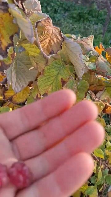 Мало но из своего огорода, #лесныеягоды, #ягоды, #shortsvideo, смотреть онлайн