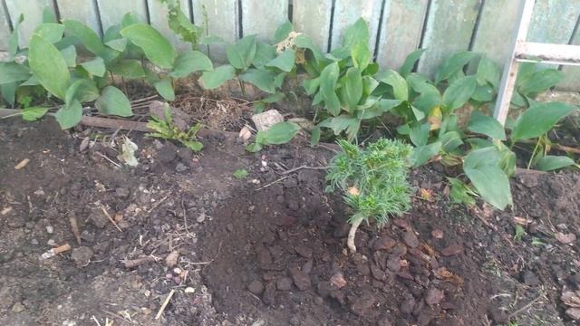 Сосна Веймутова Грін-Твіст (Green Twist)