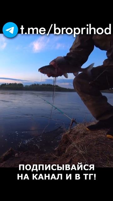 Хариус на удочку  #рыбалка #fishing #рыба #река #лето #брать?