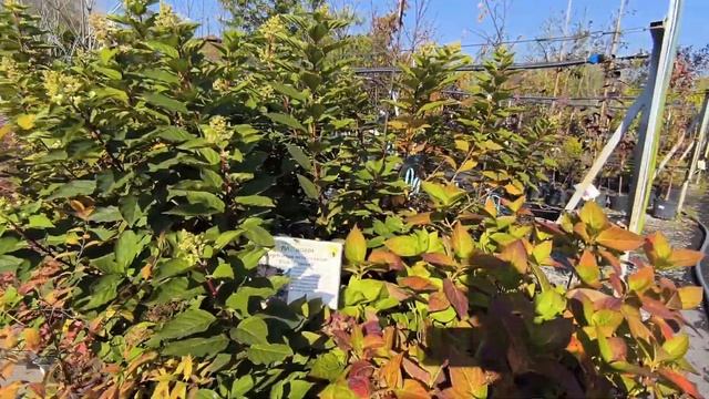 Садовый центр/ сентябрь/ жизнь в городе / Тюмень / осень