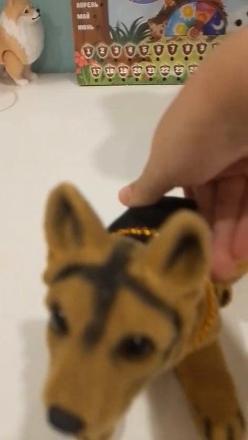 Как вылечить собаку, если ночью она от кивала головой? смотреть онлайн