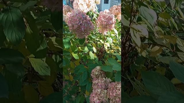 25 октября. Последняя красота в этом году. ☹️