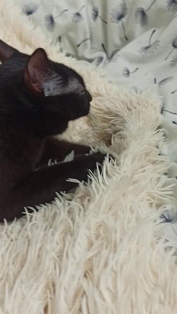 Иногда,с черной кошки,начинается белая полоса в жизни смотреть онлайн