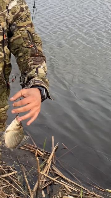 Поклевка карася на донку! #рыбалка #fishing #nature #красотыприроды #рыба #весна #вечер смотреть онлайн