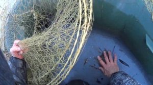 Рыбалка рамовой сетью