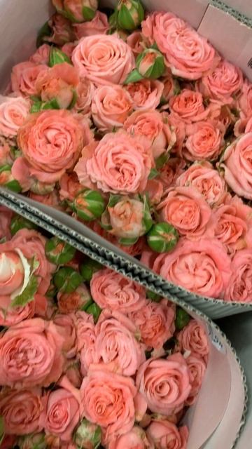 Роза кустовая Madam Bombastic Sr смотреть онлайн