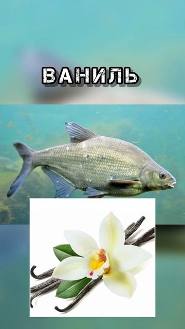 Спрашивал у леща, он сказа это любит! #2024 #bream #music #лещ #л? смотреть онлайн