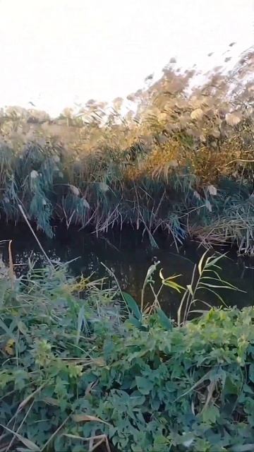 Ловля щуки на живца в Краснодарском крае в сентябре ме смотреть онлайн