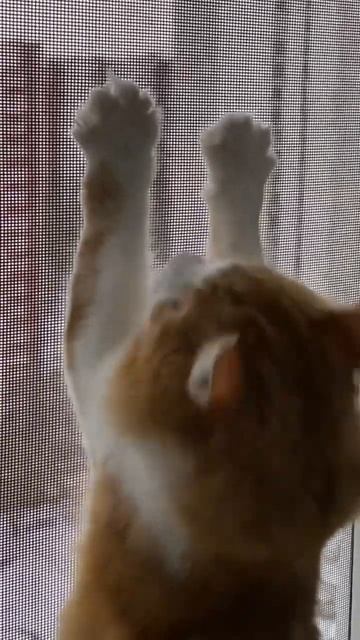 Люди спешат на работу🏃♂️🏃♀️ Машины стоят в пробках 🚗🚕🚙 Василиса Апельсиновна 🐈 #shorts смотреть онлайн