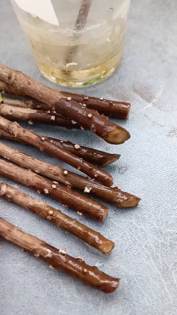 Укоренение метельчатой гортензии в воде смотреть онлайн