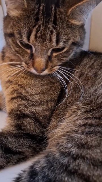 анекдот про чебурашку и гену😺😼 #цитаты #джейсон#стэт смотреть онлайн